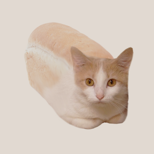 Cat bread